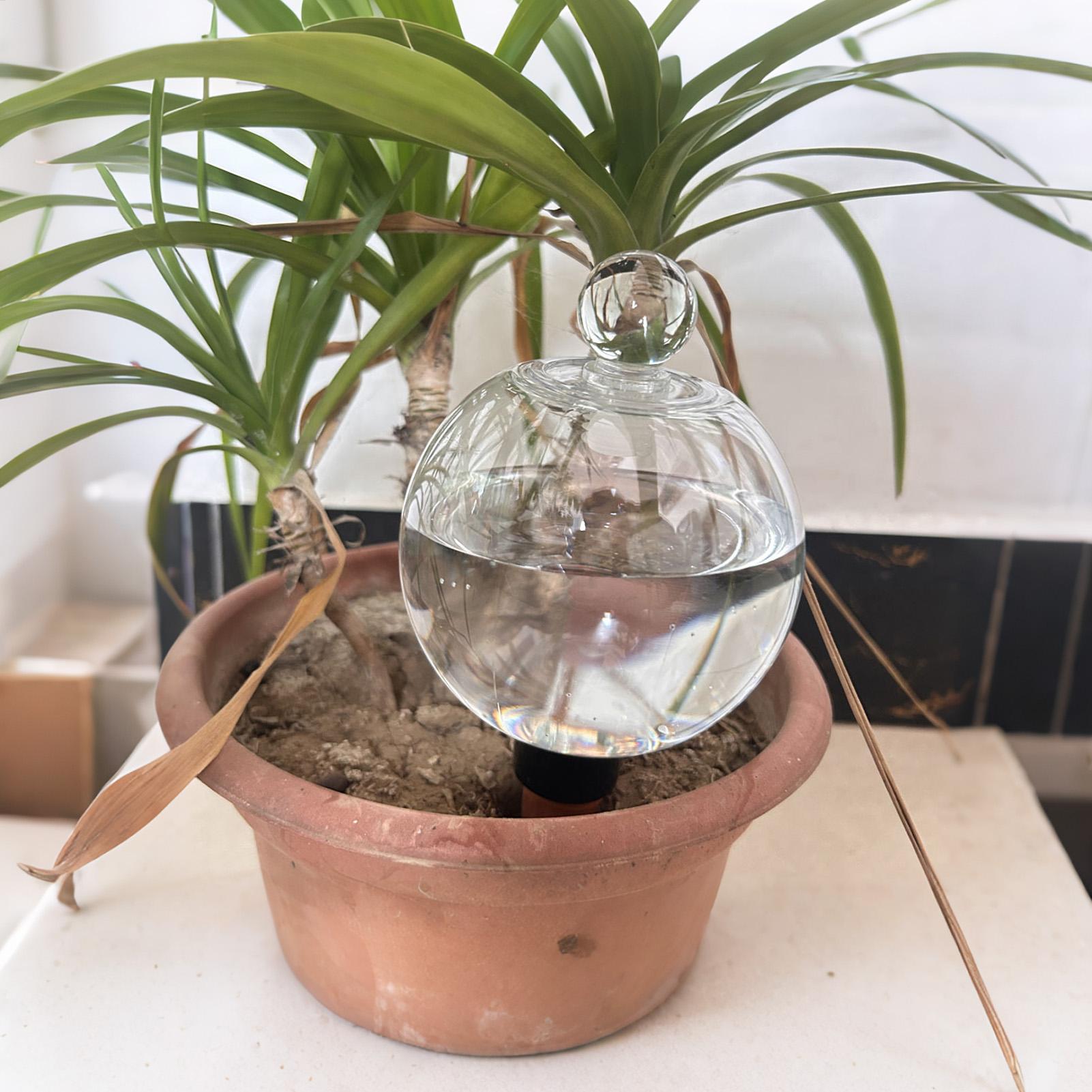 식물 급수용 전구 4개 500ml 투명 자동 급수 글로 - Plant Watering Globe 리뷰 및 가격