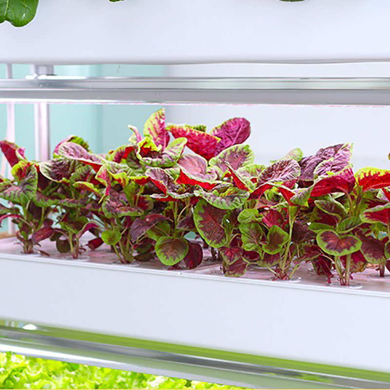 수직 수경 재배 시스템, 스마트 실내 수경 재배, 정원 - Smart Garden Vertical 리뷰 및 가격