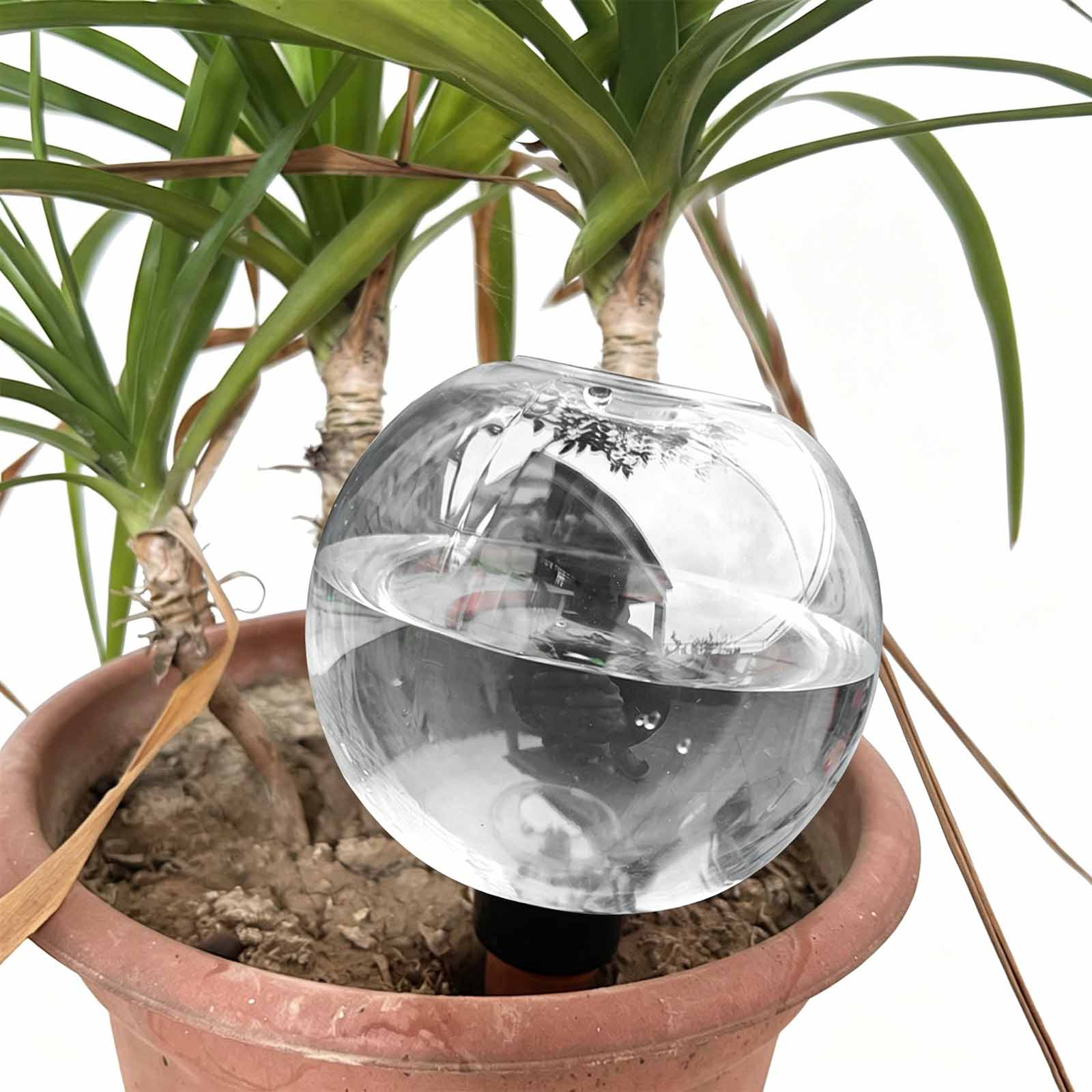 1/4개입 자동 급수볼, 식물 자가 급수 글로브 500 - Plant Watering Globe 리뷰 및 가격