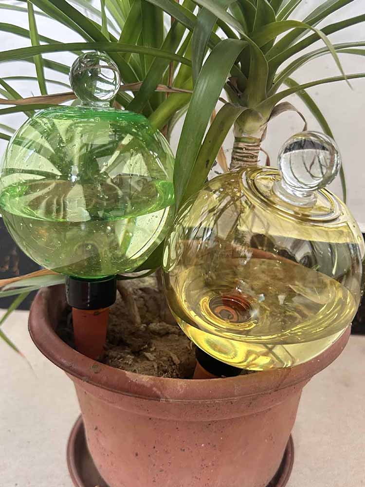 자동 급수 글로브 500ML 자동 식물 급수 글로브 실 - Plant Watering Globe 리뷰 및 가격