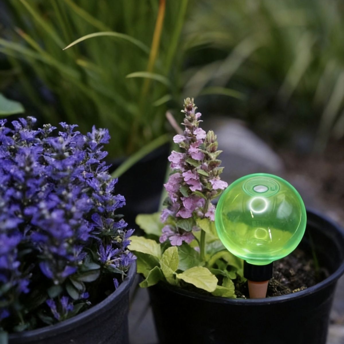 3개 대형 식물 자동 급수 글로브 플라스틱 물병 자동  - Plant Watering Globe 리뷰 및 가격