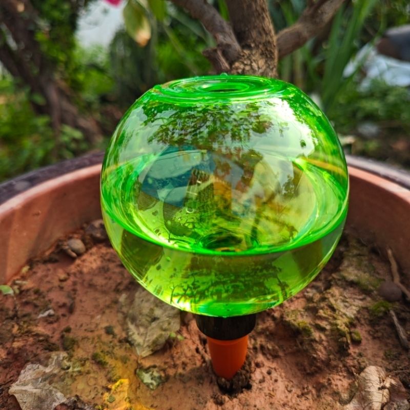 3개 대형 식물 자동 급수 글로브 플라스틱 물병 자동  - Plant Watering Globe 리뷰 및 가격